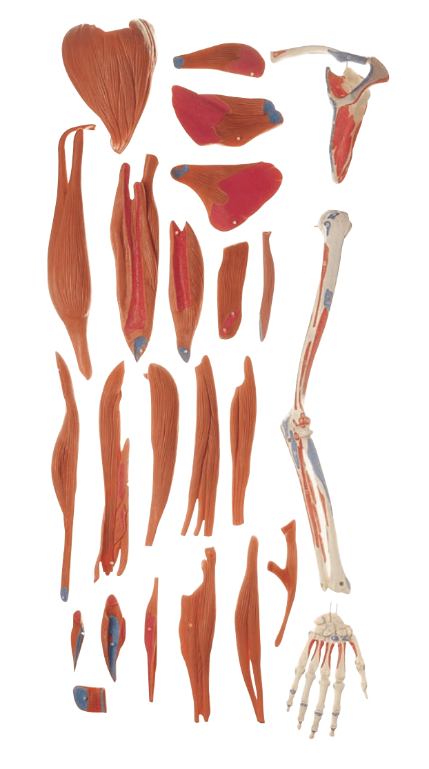 Naturtro skulder og arm, 24 dele - eAnatomi