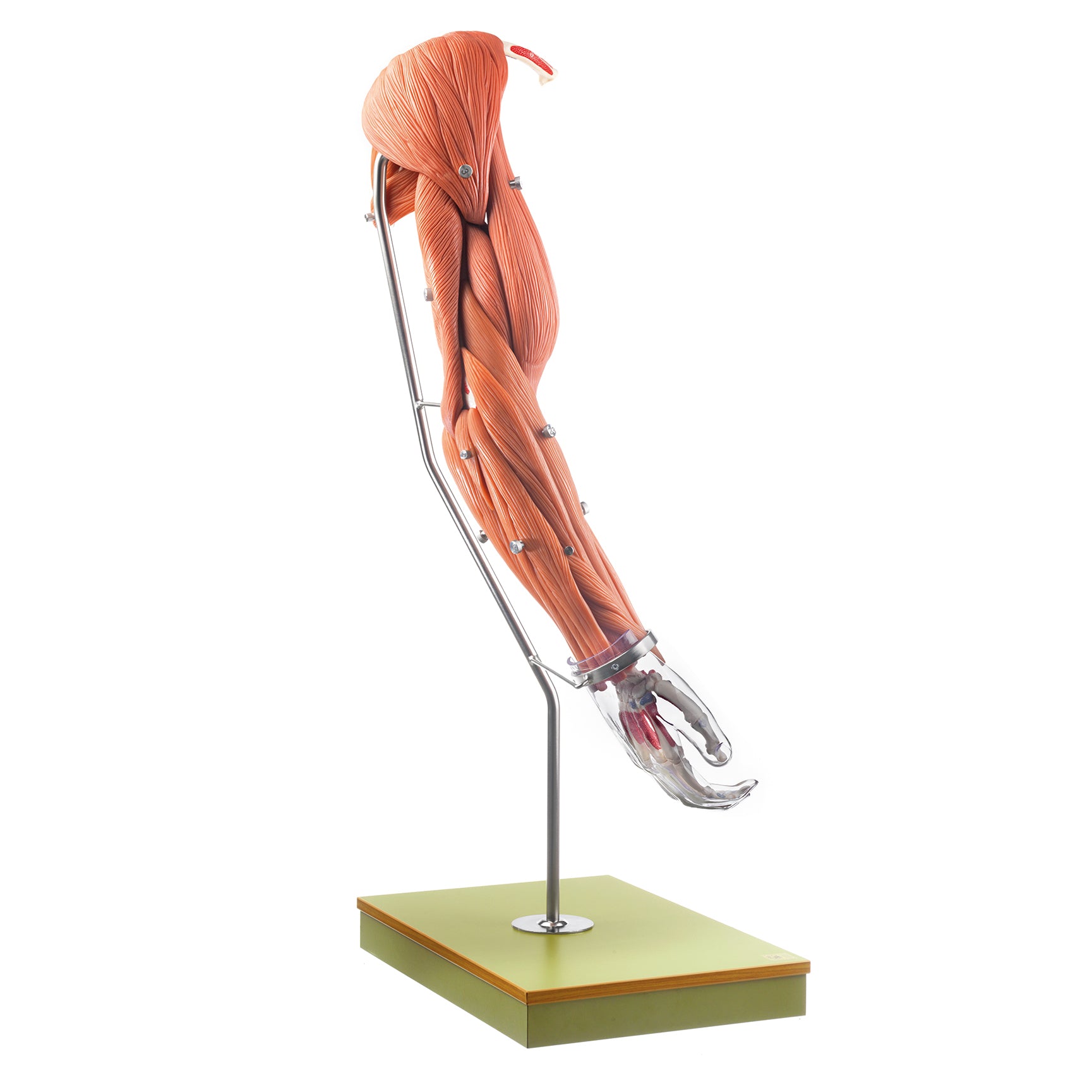 Complete and detailed model of arm with muscles in eAnatomi.com