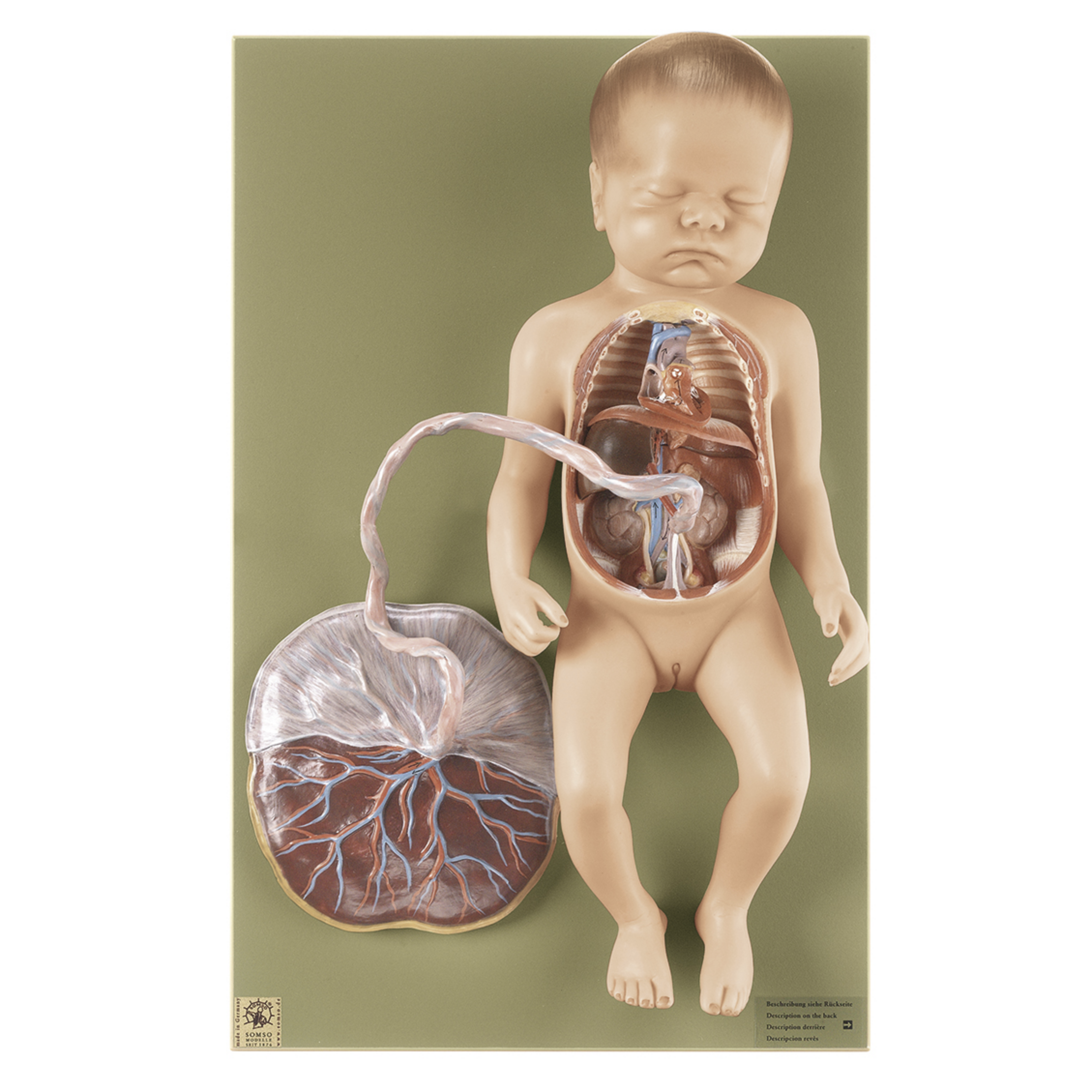 Lifelike fetus with uterus and circulatory system