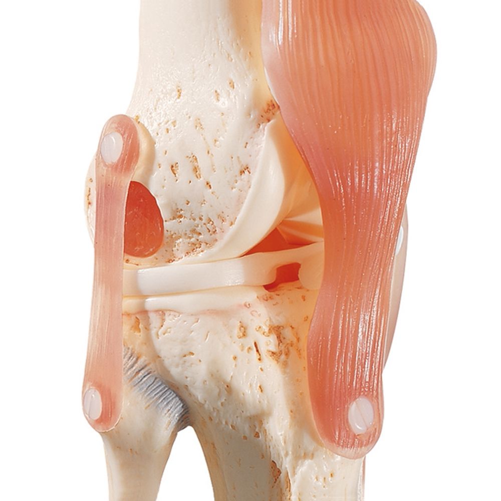 Left Knee Model Knee model with ligaments and extremely realistic menisci and bone ...