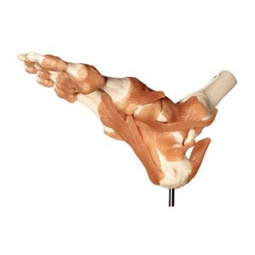 Fleksibel model af fodens skelet med ledbånd og akillessenen samt lidt af skinne - og lægbenet - eAnatomi