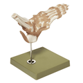 Fleksibel model af fodens skelet med ledbånd og akillessenen samt lidt af skinne - og lægbenet - eAnatomi