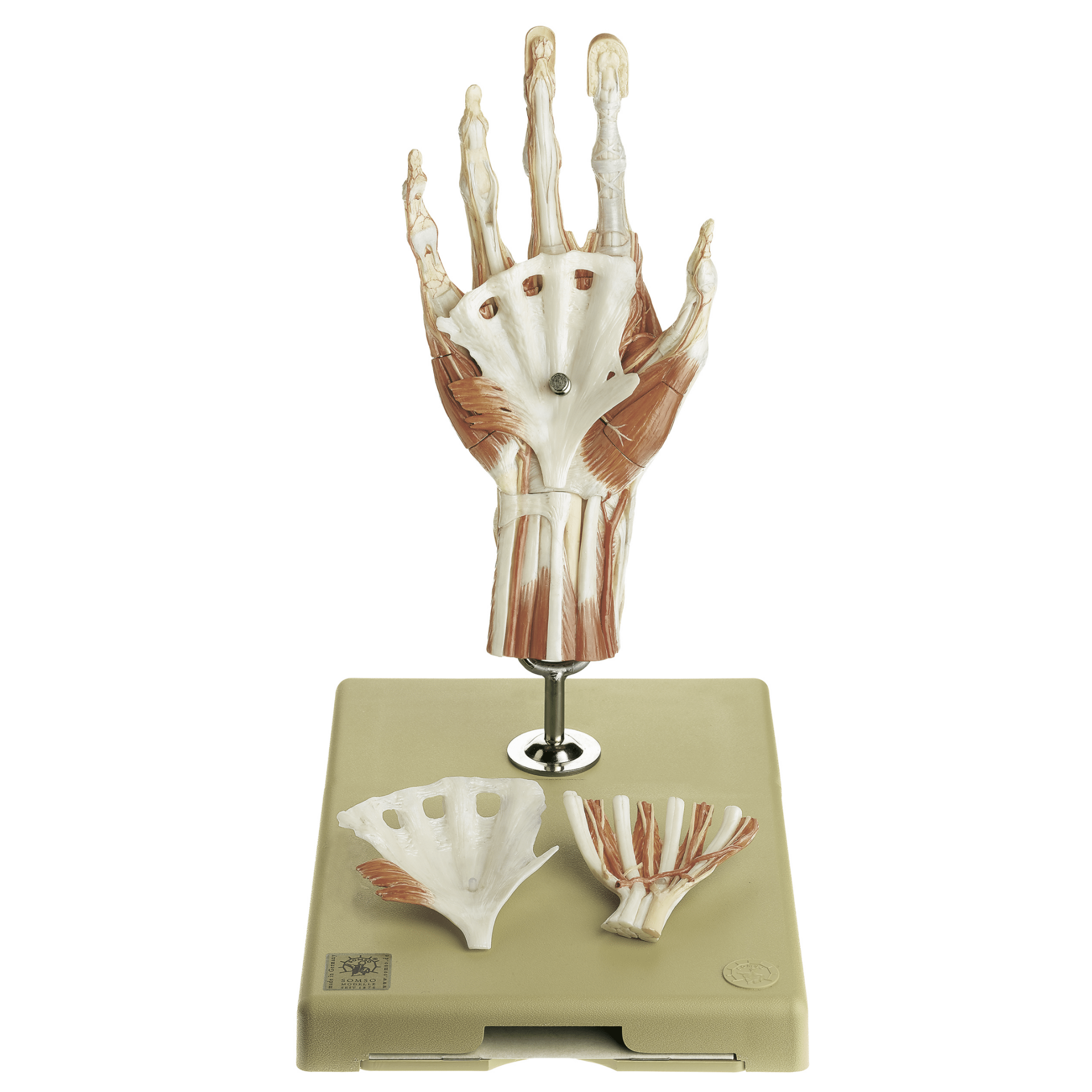 Advanced and highly detailed hand model - can be separated into 6 part ...