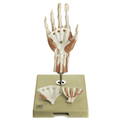 Naturtro hånd, 6 dele - eAnatomi