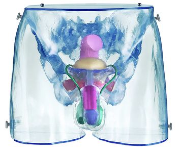 Transparent pelvis with genitals, male
