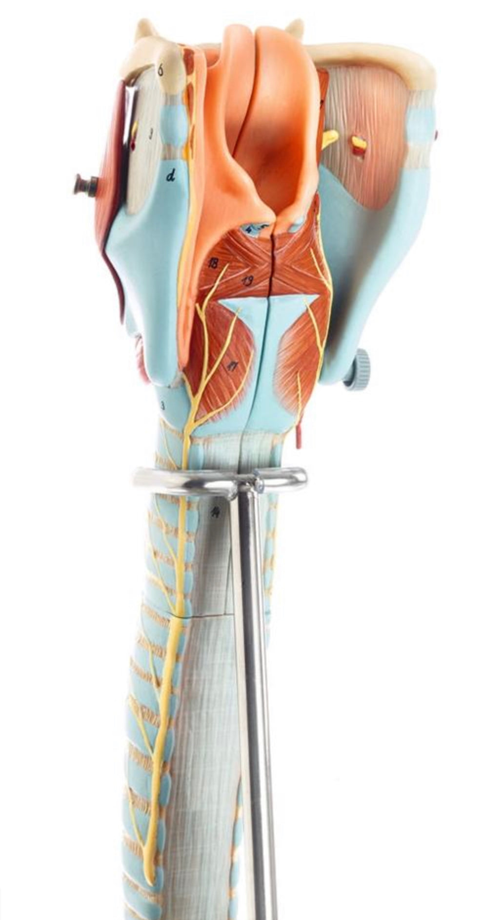 Naturlig luftstrupe med bronker