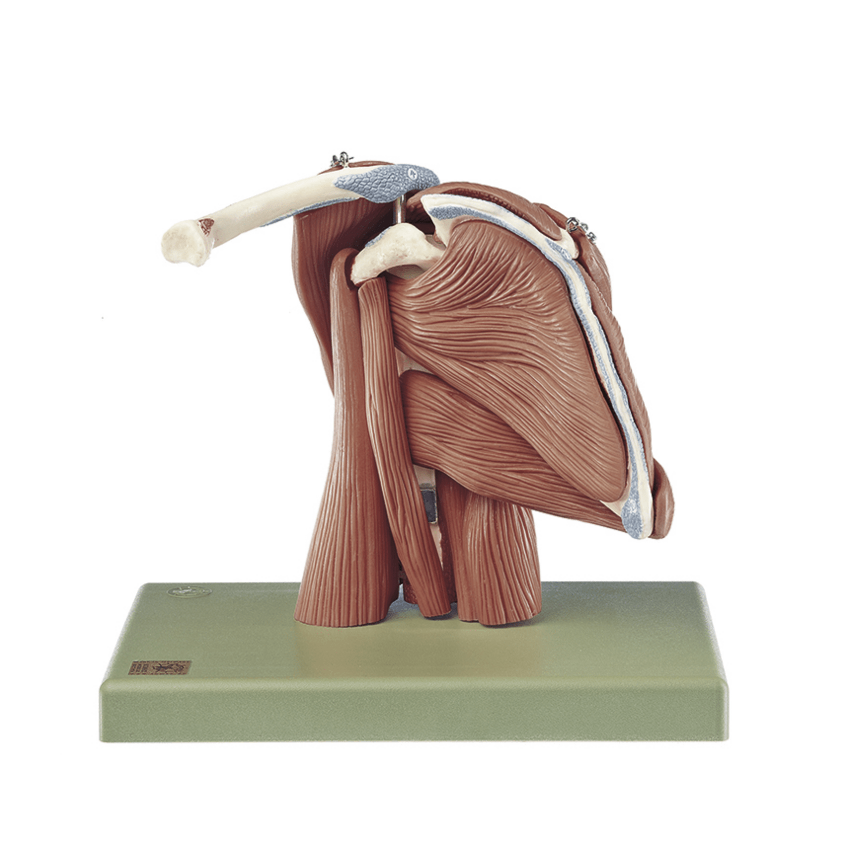 Shoulder Model Dynamic Advanced shoulder model with all muscles in the shoulder – eAnatomi