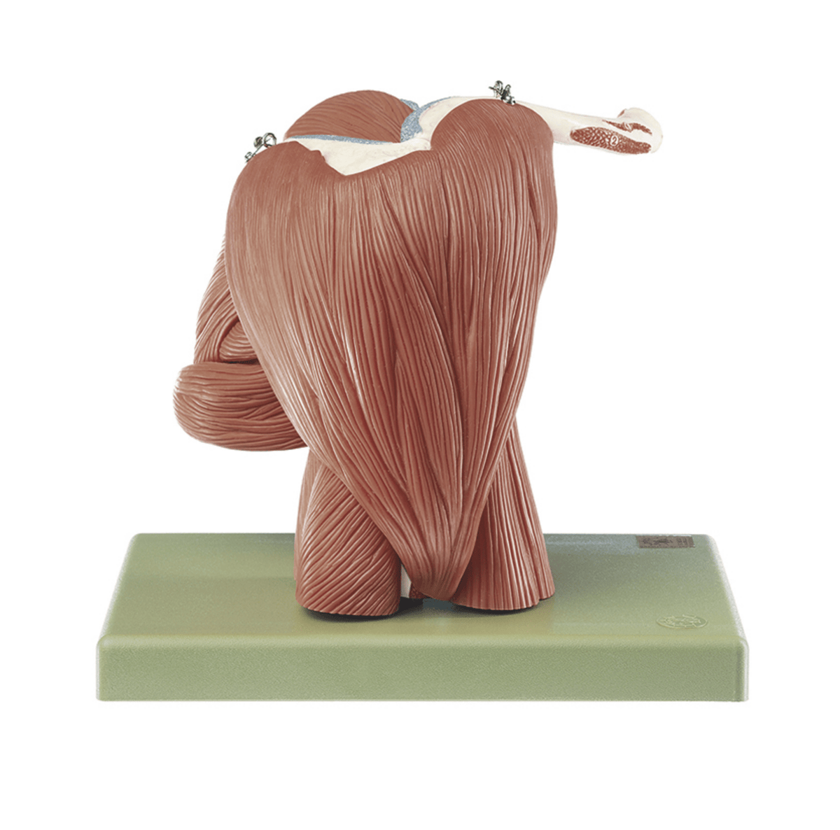 Shoulder Model Dynamic Advanced shoulder model with all muscles in the shoulder – eAnatomi