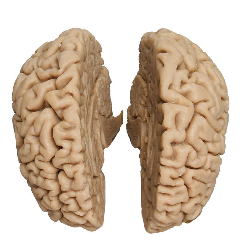 Brain model with lifelike appearance