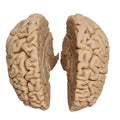 Brain model with lifelike appearance