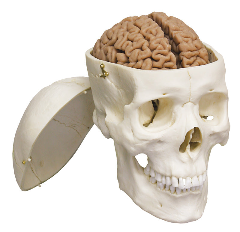 Brain model with lifelike appearance