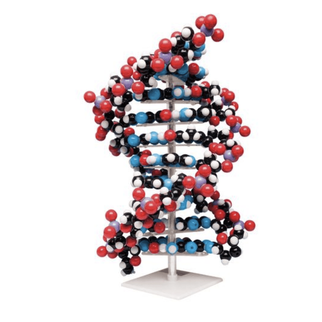 DNA - streng, 45 cm - eAnatomi