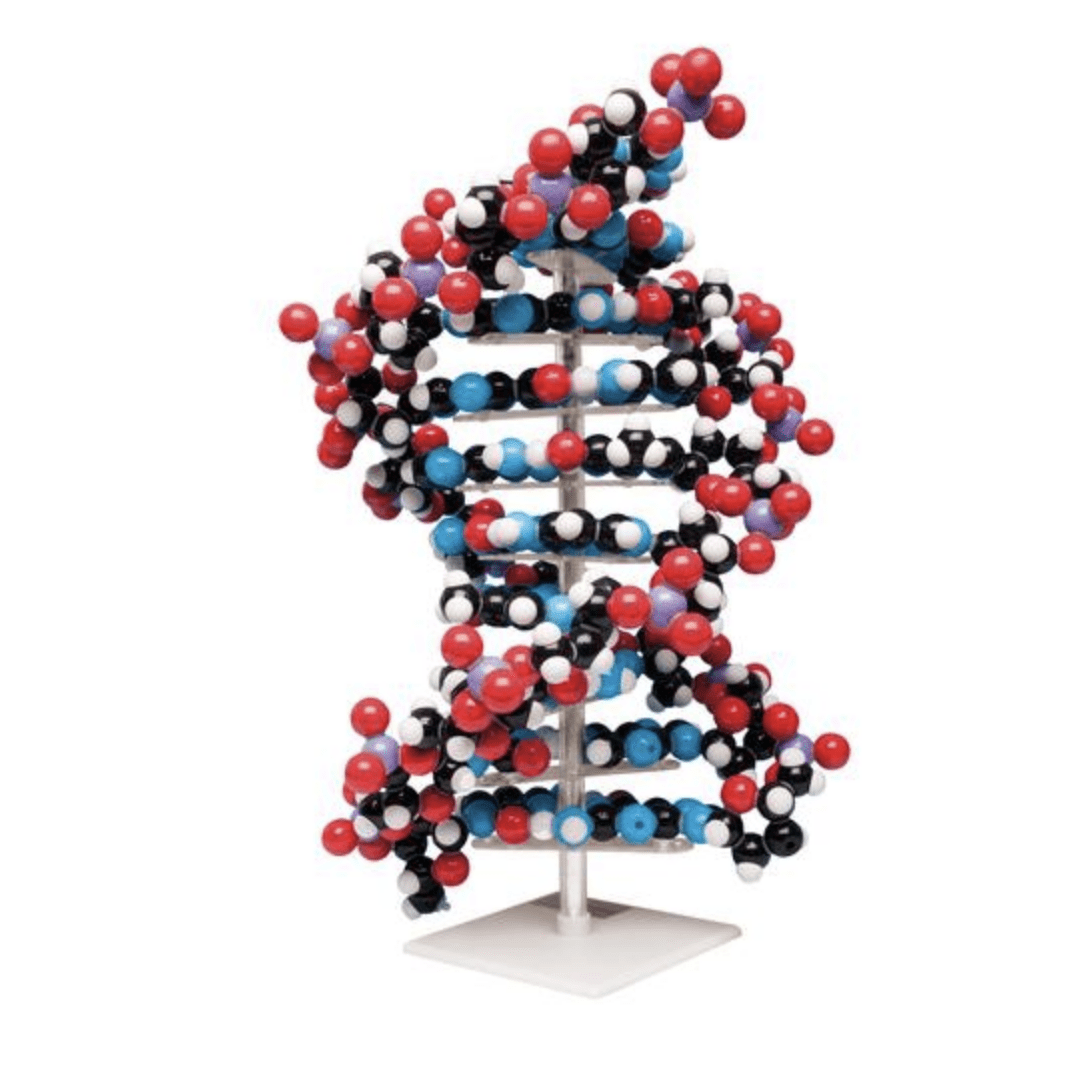 DNA - streng, 45 cm - eAnatomi