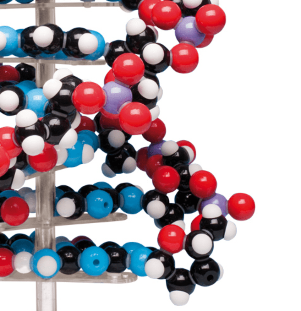 DNA - streng, 45 cm - eAnatomi