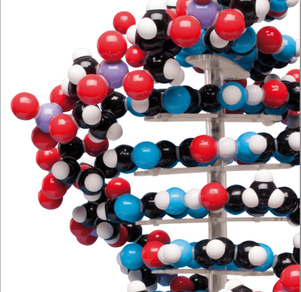 DNA - streng, 45 cm - eAnatomi