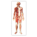 Nervous system with wooden strips