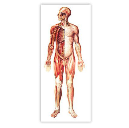 Nervous system with wooden strips