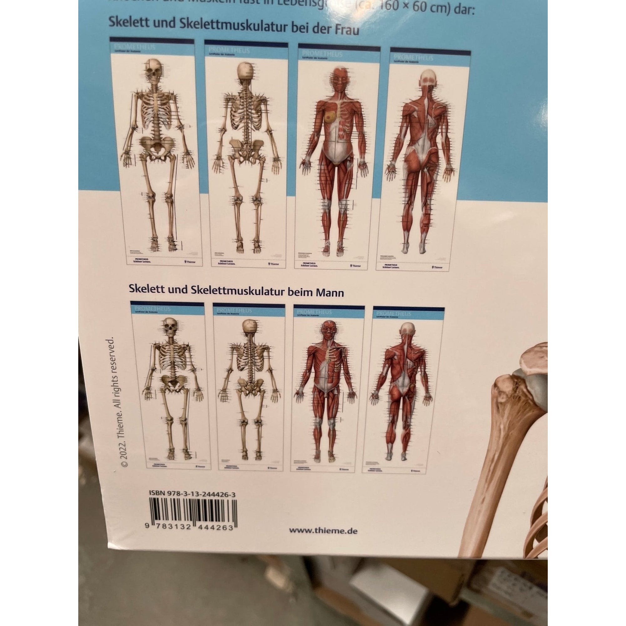 Stort plakatsæt med skelettet og muskler af både mand og kvinde - eAnatomi