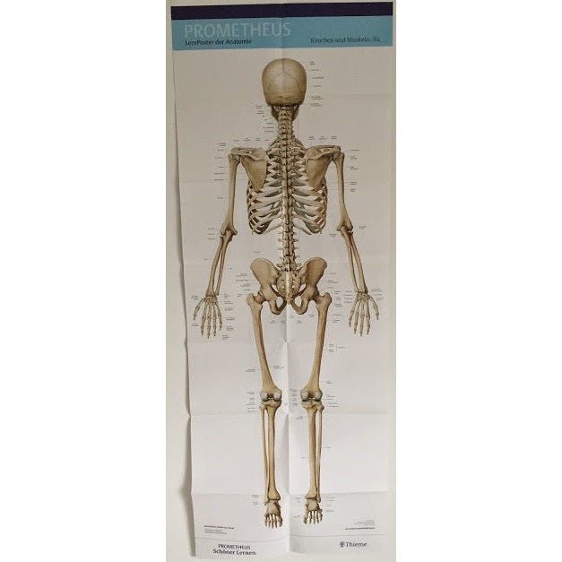 Stort plakatsæt med skelettet og muskler af både mand og kvinde - eAnatomi