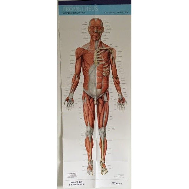 Stort plakatsæt med skelettet og muskler af både mand og kvinde - eAnatomi