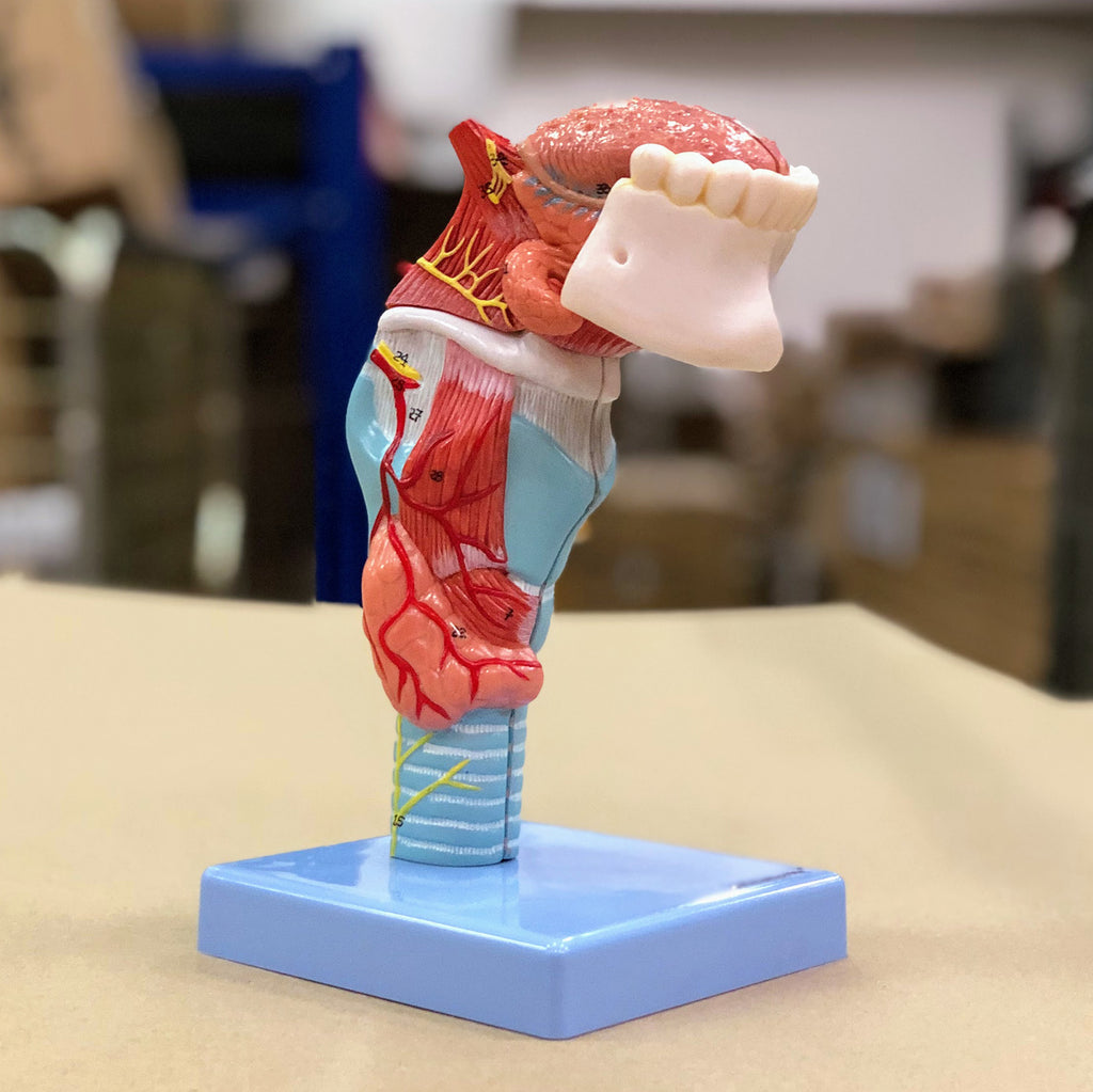 Strube m. stemmelæber, 5 dele