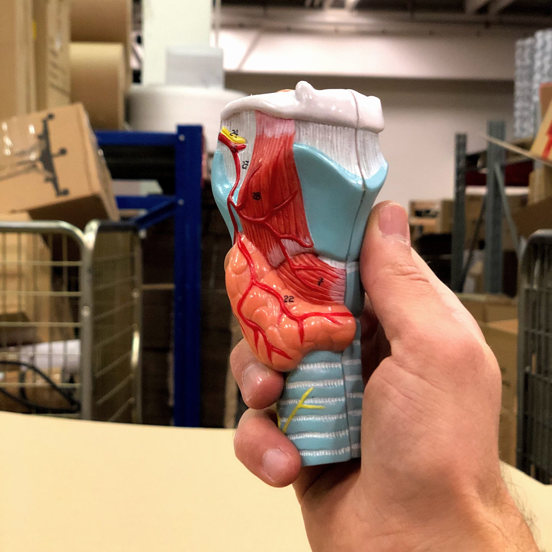 Strube m. stemmelæber, 5 dele