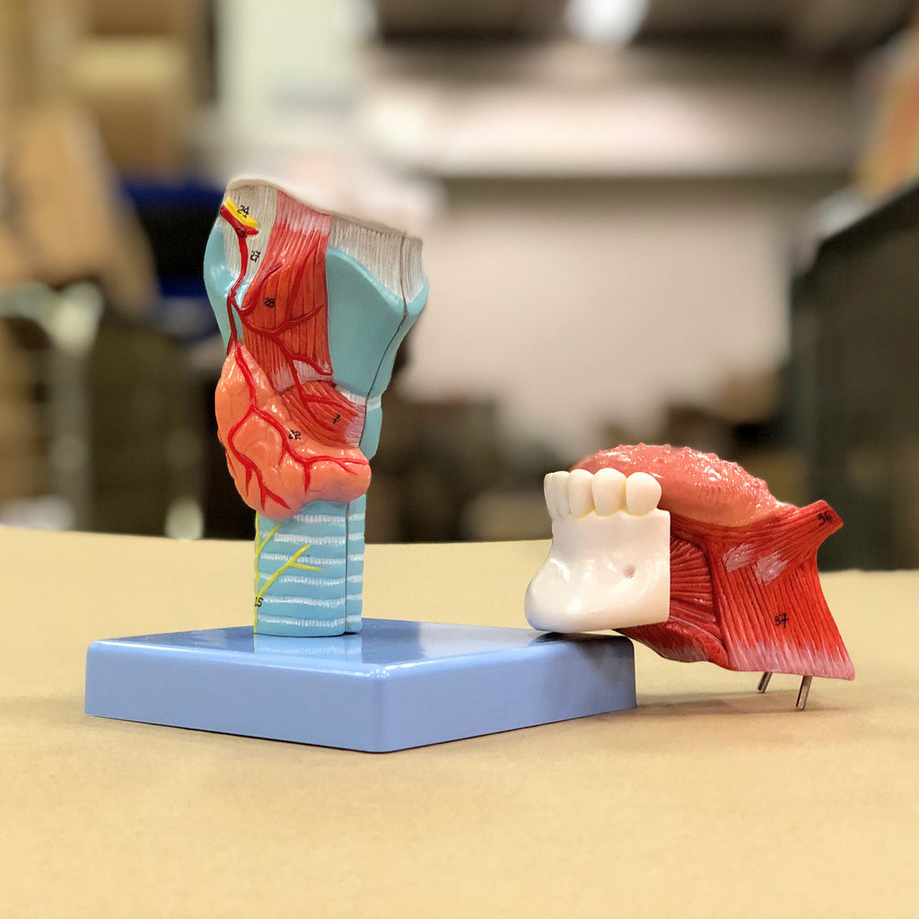 Strube m. stemmelæber, 5 dele