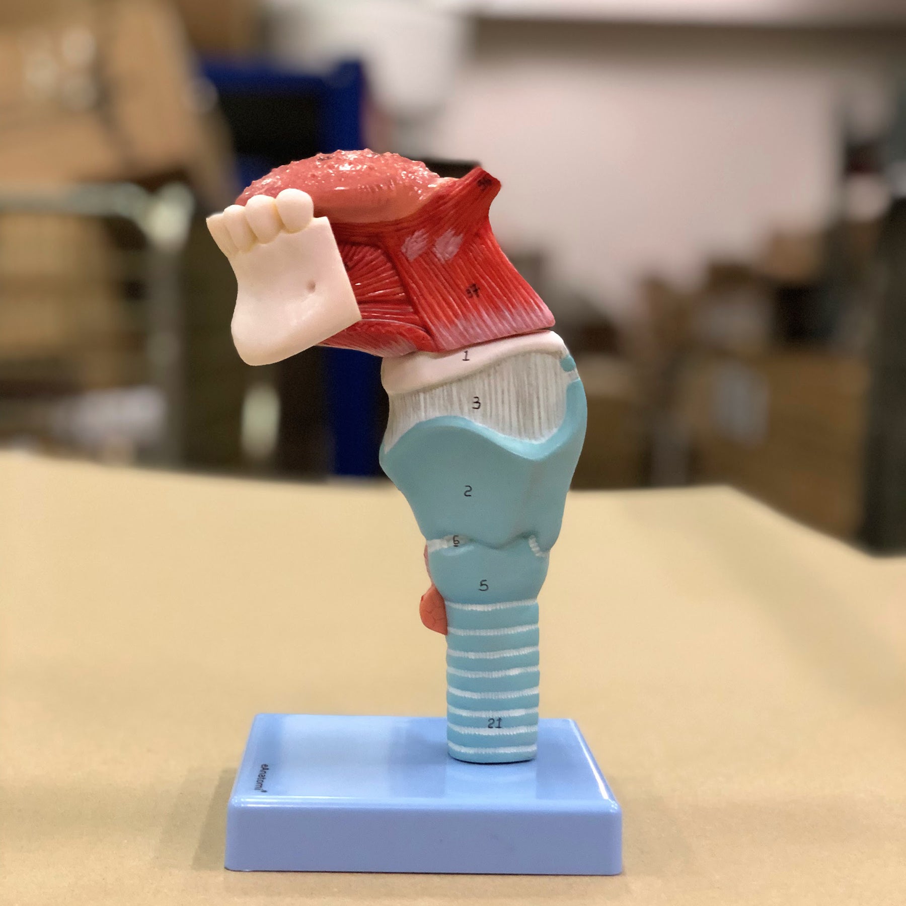 Strube m. stemmelæber, 5 dele