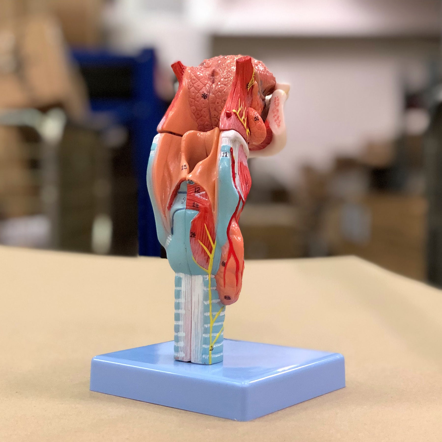 Strube m. stemmelæber, 5 dele