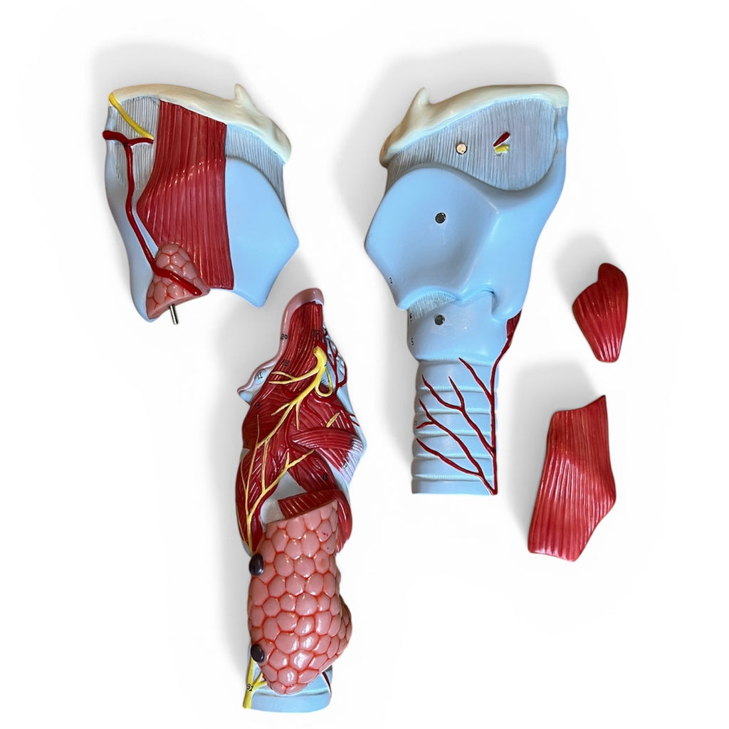 Larynx, dried anatomical model, 5 parts