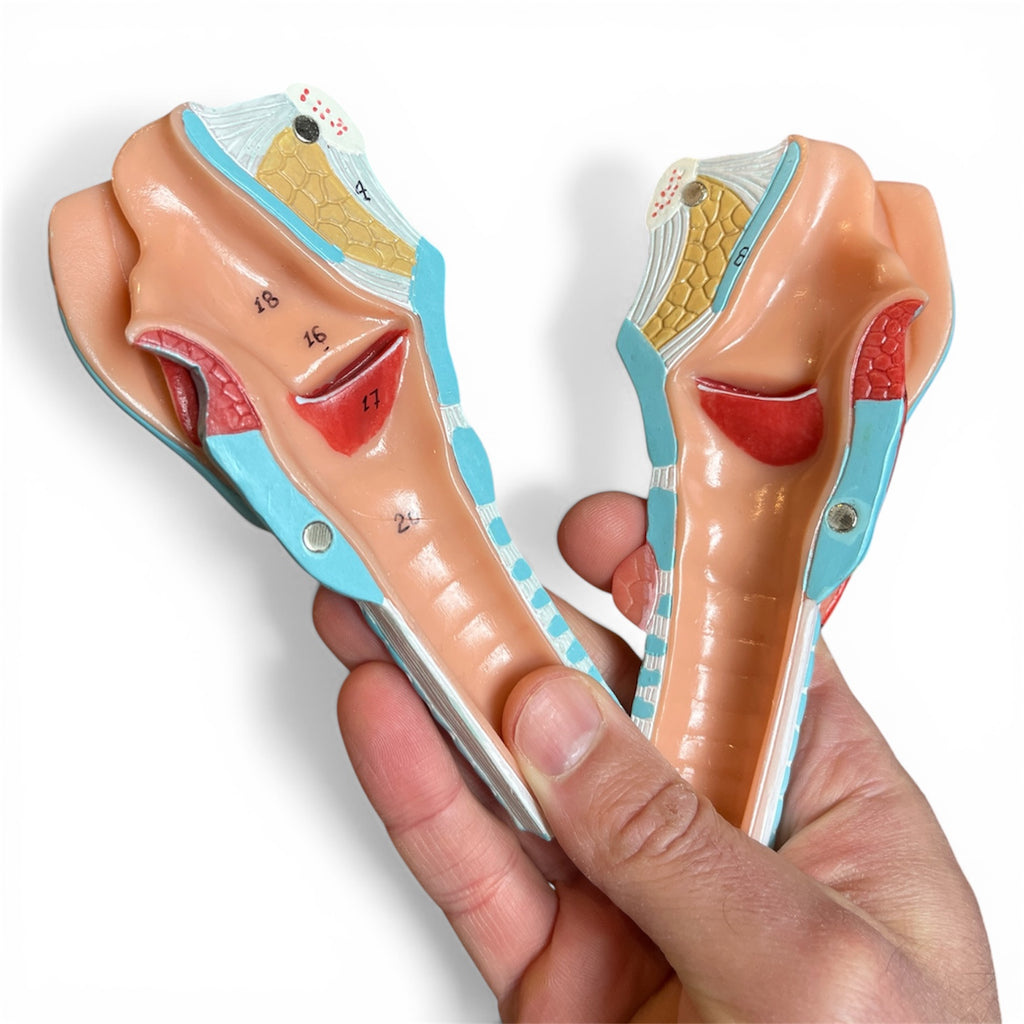 Life-size larynx model with vocal cords, 2 parts