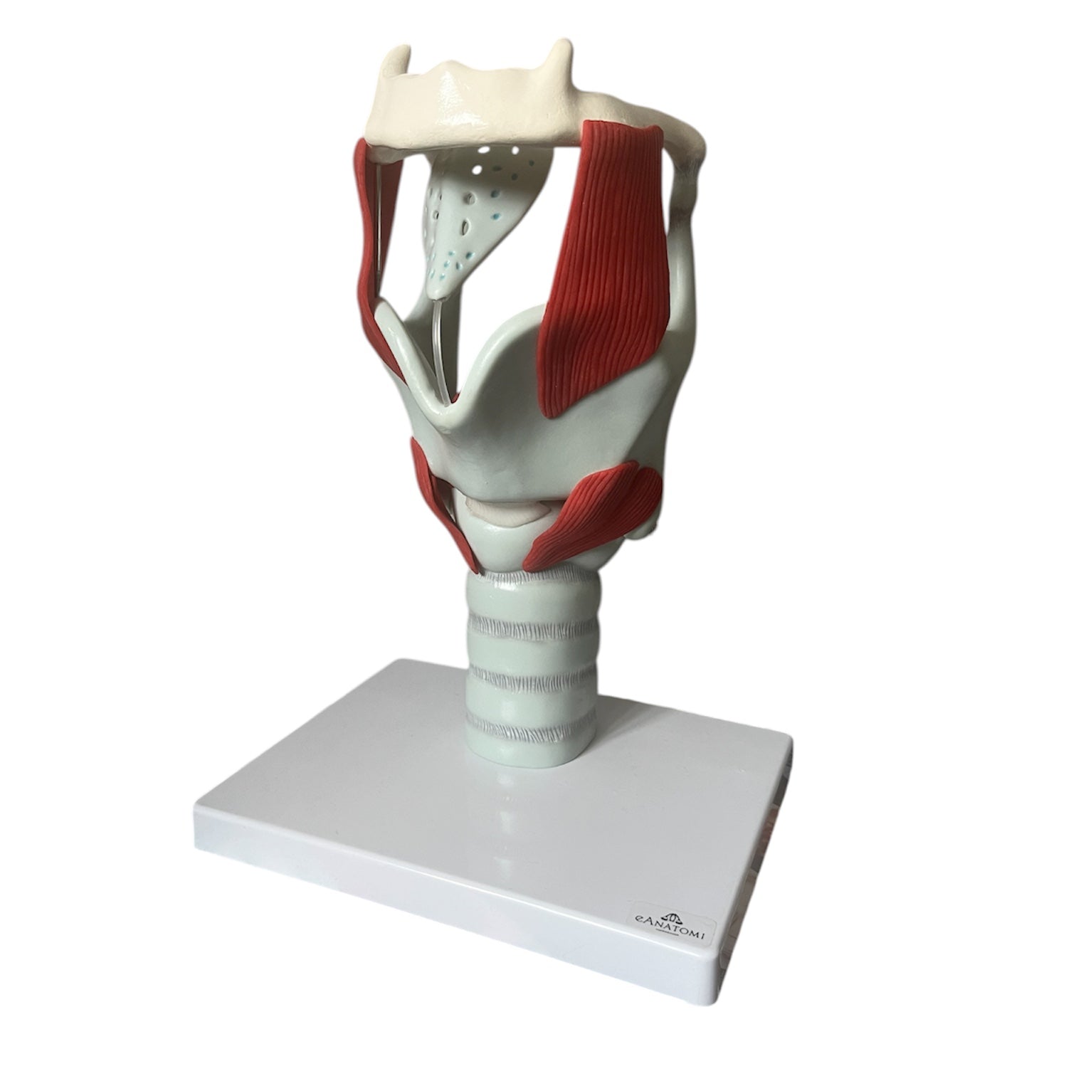 Strubemodel m. bevægelige stemmelæber og brusk, forstørret anatomisk model