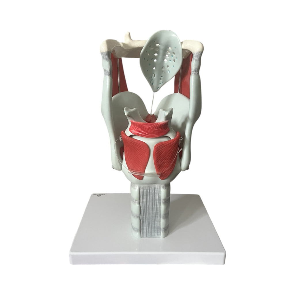 Strubemodel m. bevægelige stemmelæber og brusk, forstørret anatomisk model
