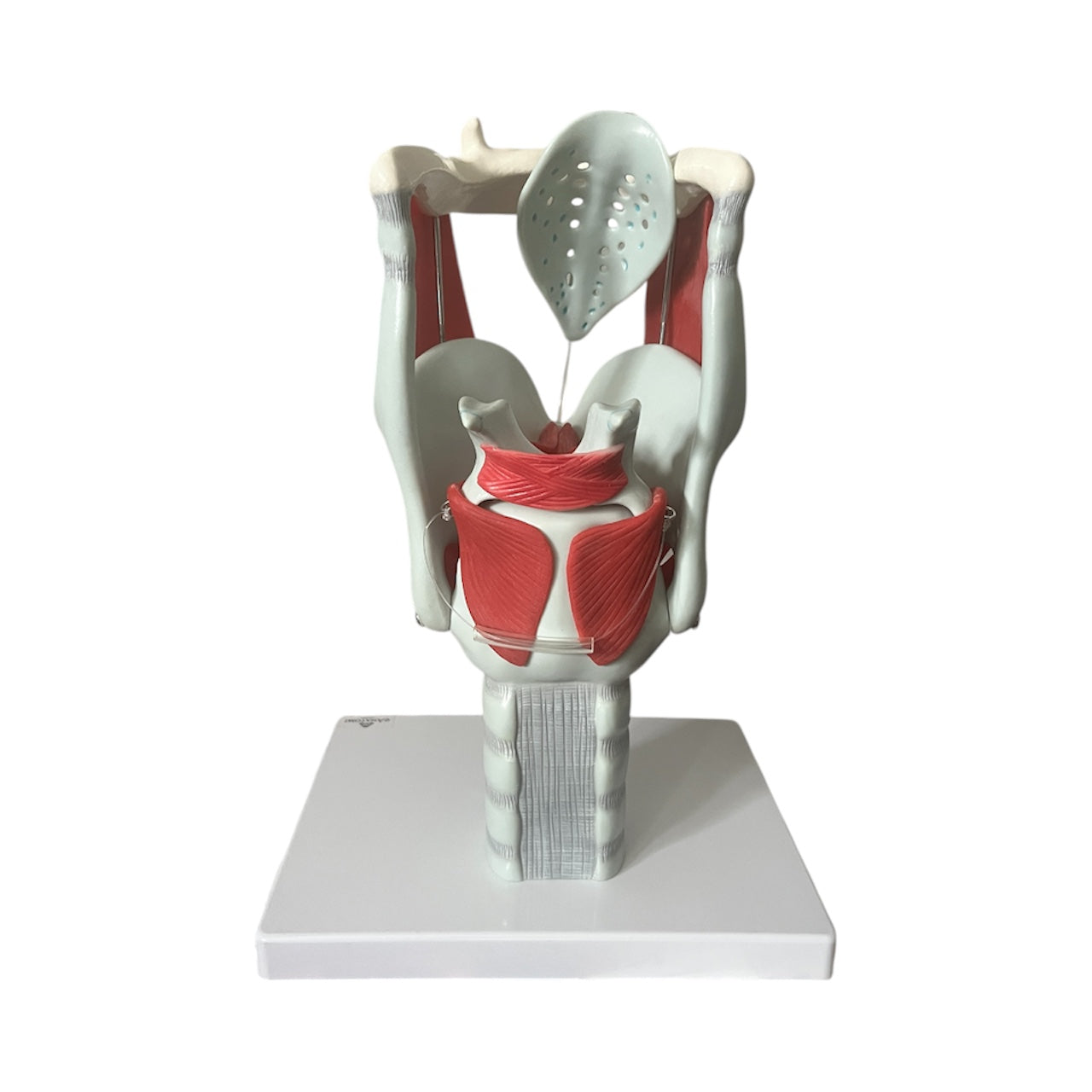 Strubemodel m. bevægelige stemmelæber og brusk, forstørret anatomisk model