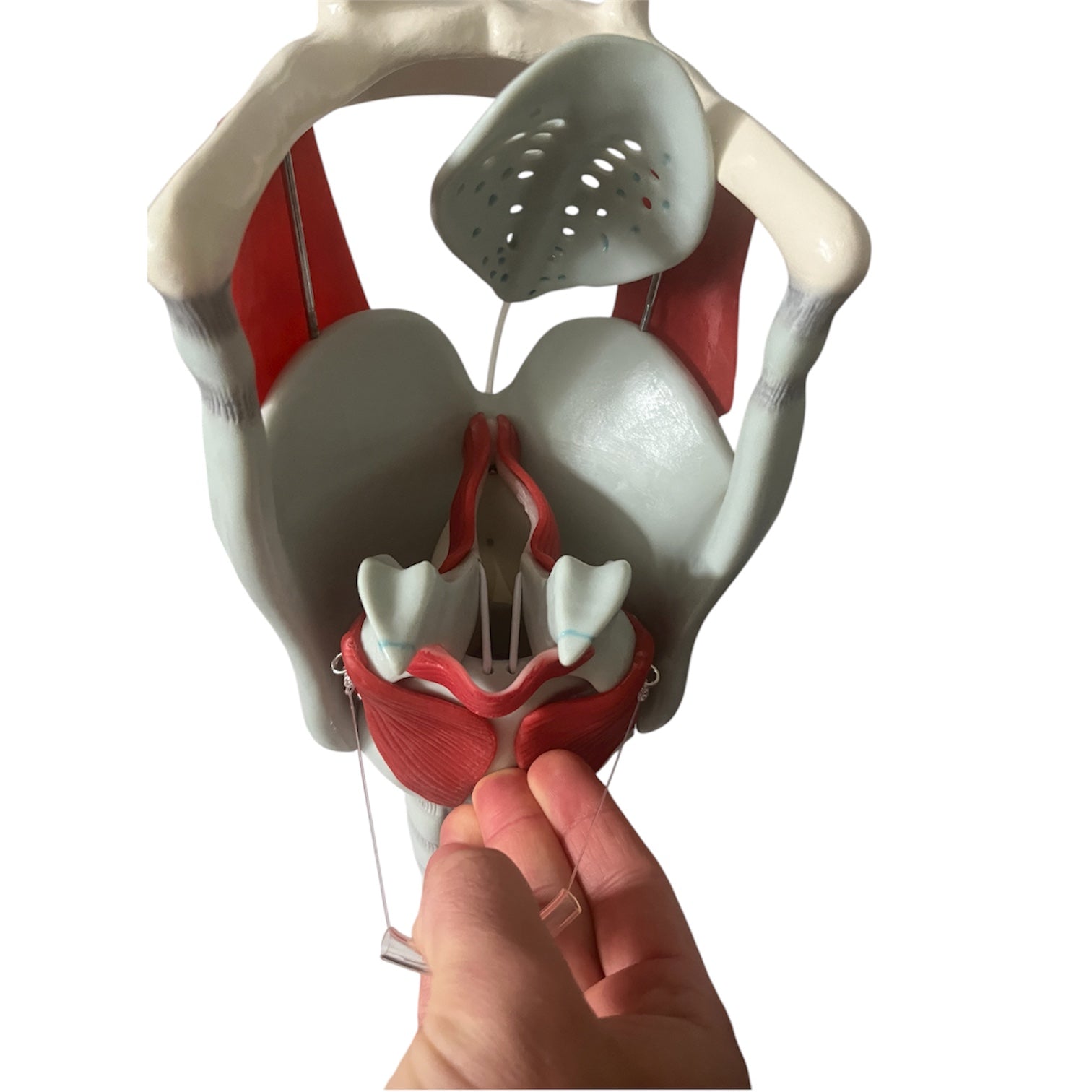 Strubemodel m. bevægelige stemmelæber og brusk, forstørret anatomisk model