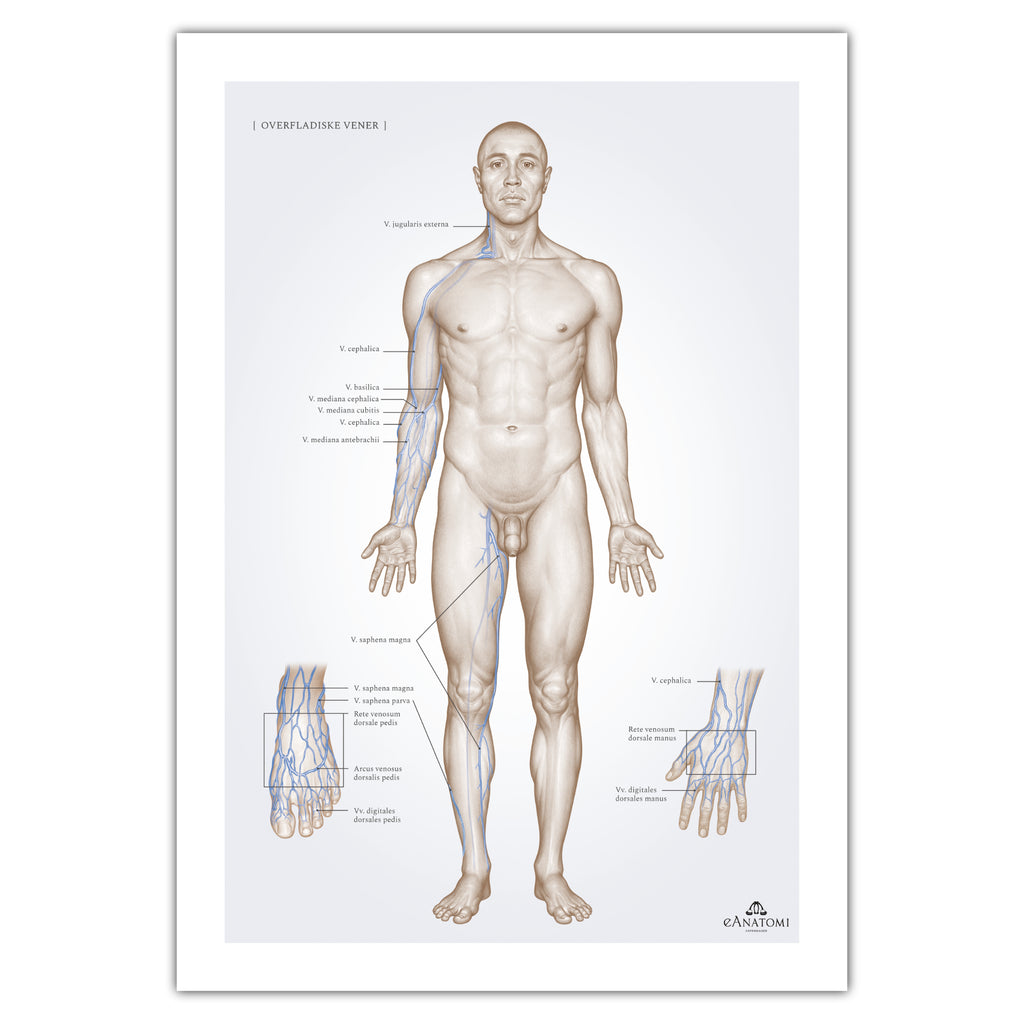 Superficial veins, anatomy poster © eAnatomi