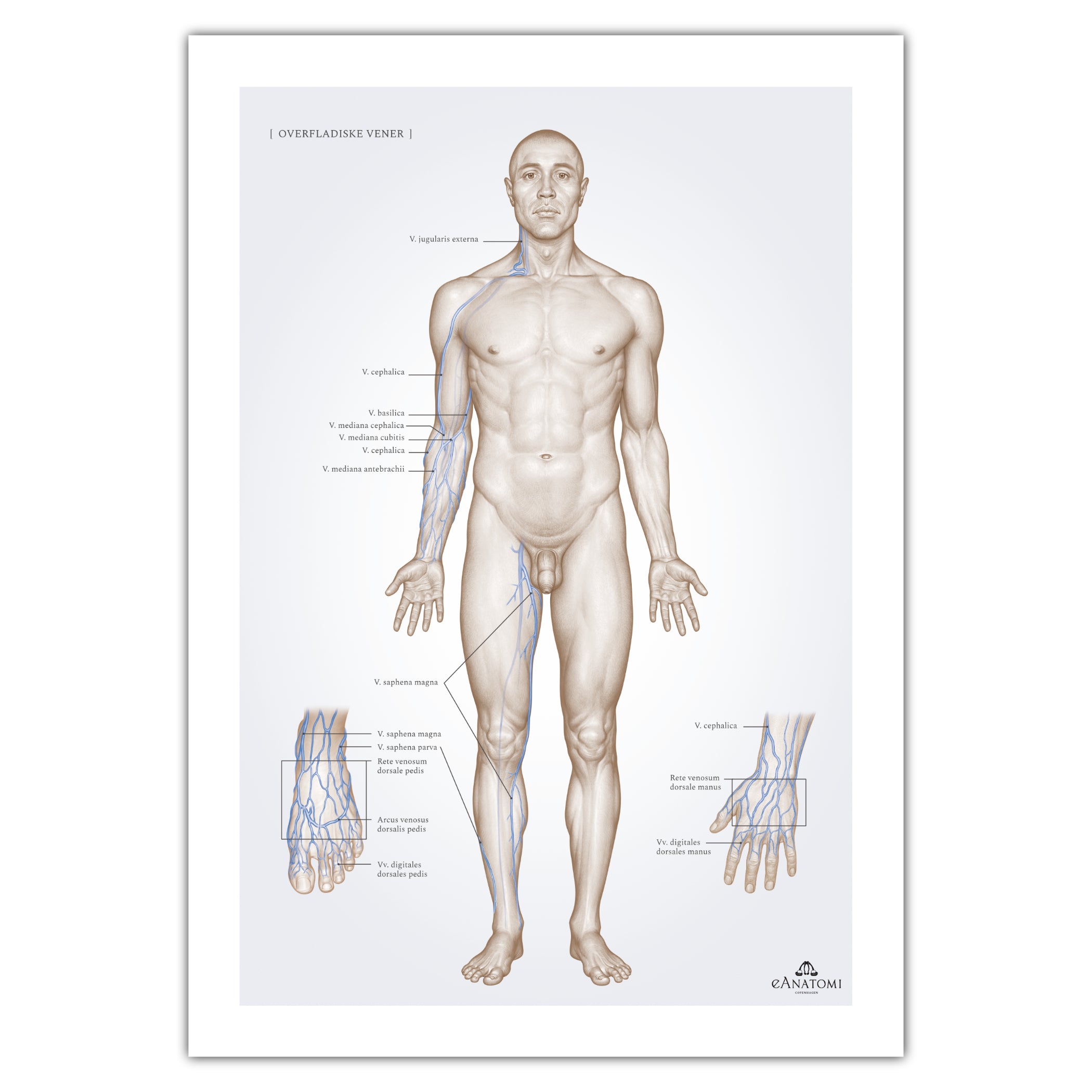 Superficial veins, anatomy poster © eAnatomi