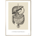Anatomisk kunstplakat, systema digestorium © eAnatomi