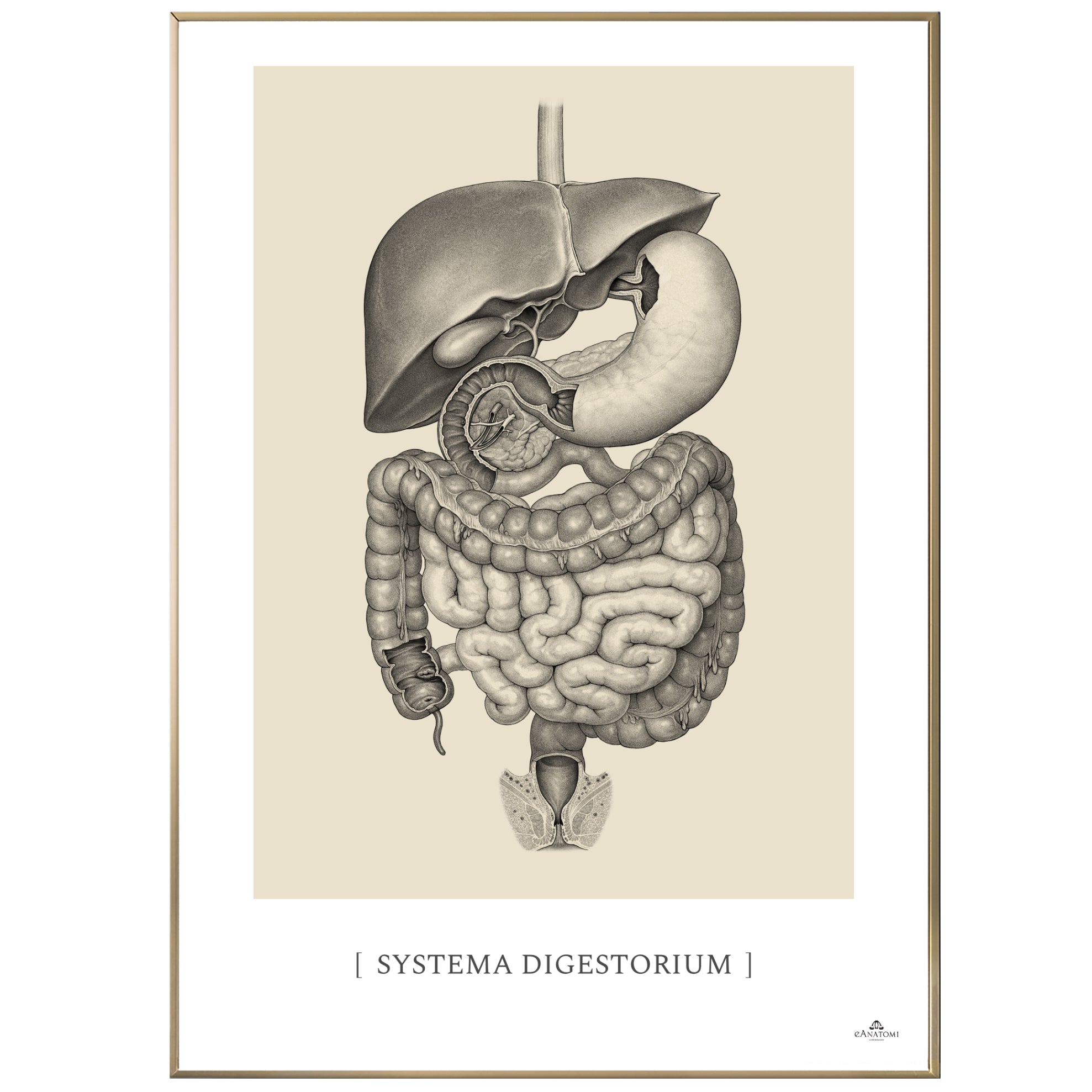 Anatomisk kunstplakat, systema digestorium © eAnatomi