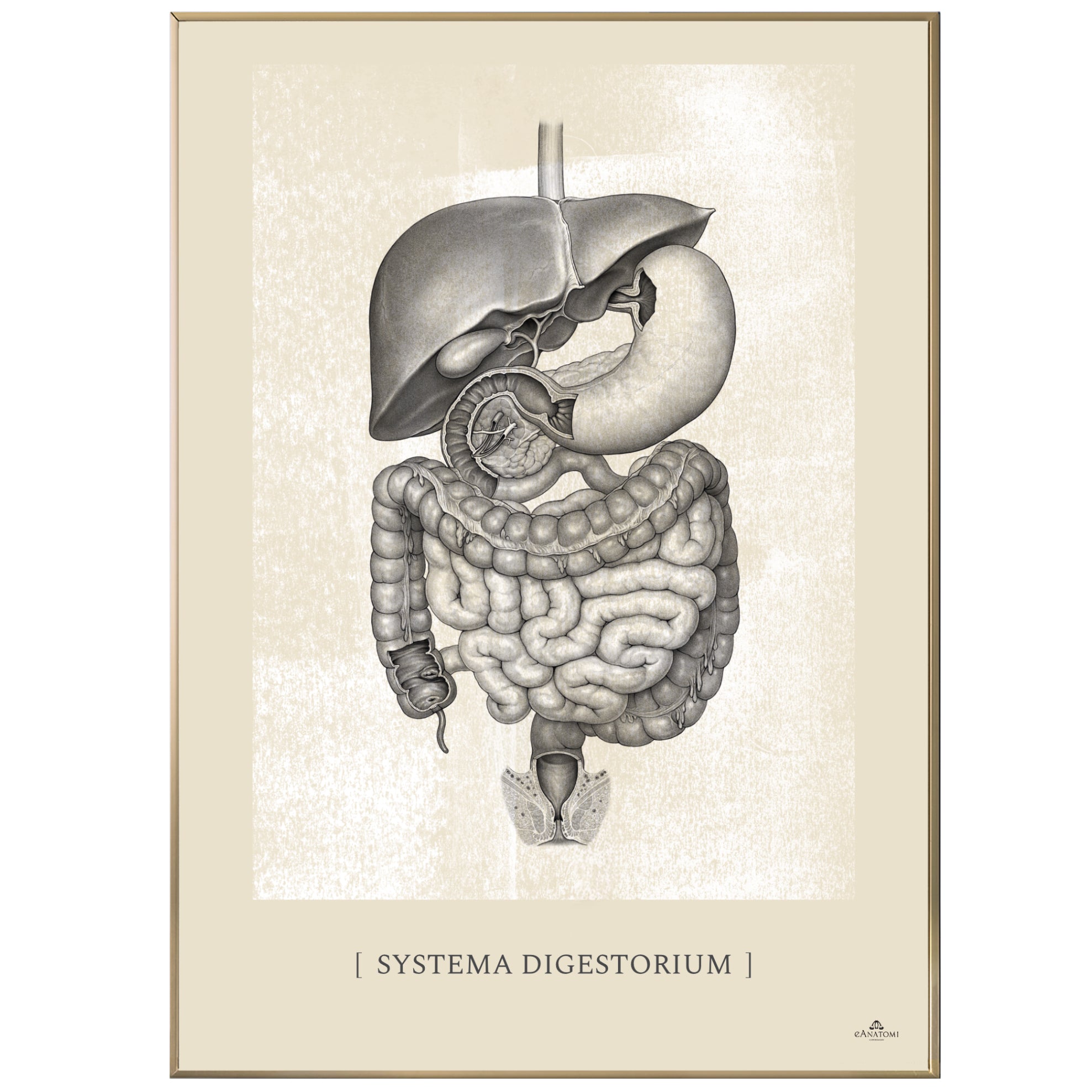 Anatomisk kunstplakat, systema digestorium white chalk © eAnatomi