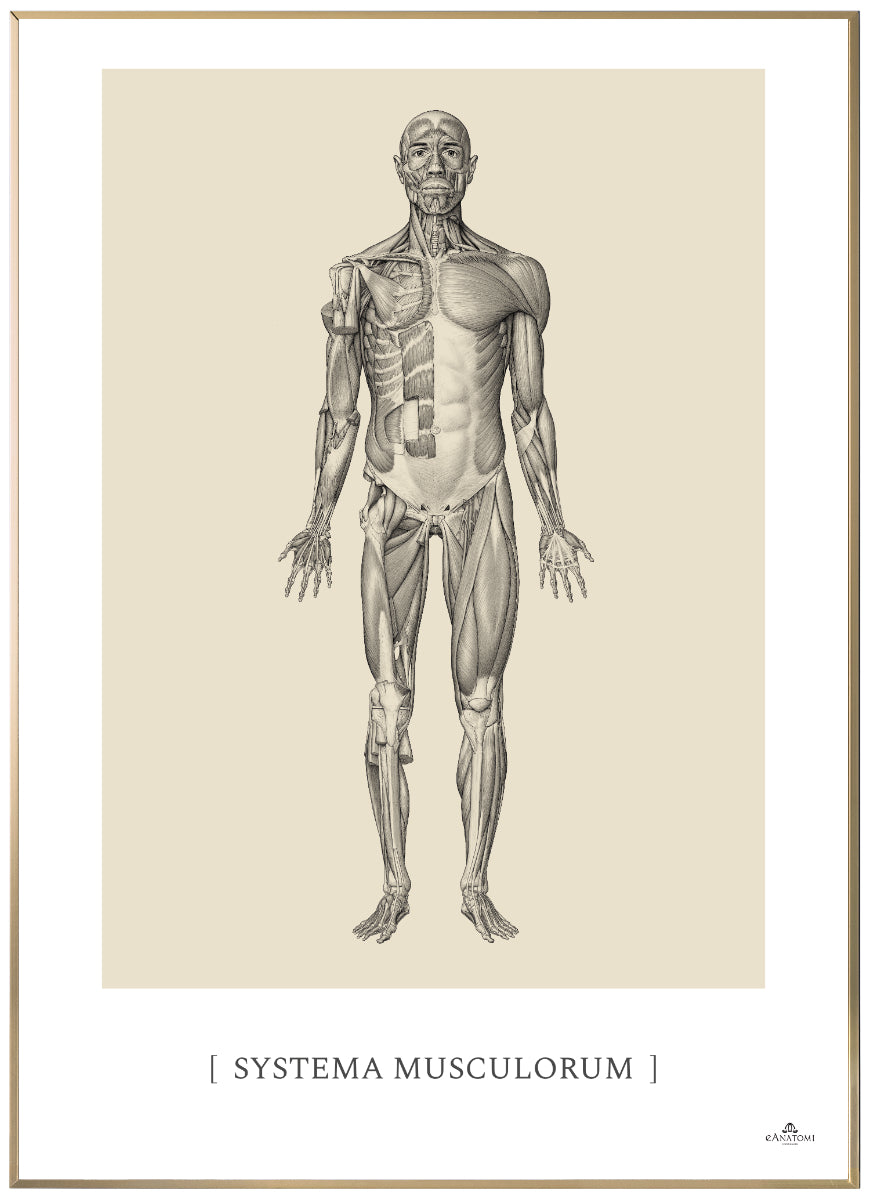 Anatomisk kunstplakat, systema musculorum © eAnatomi