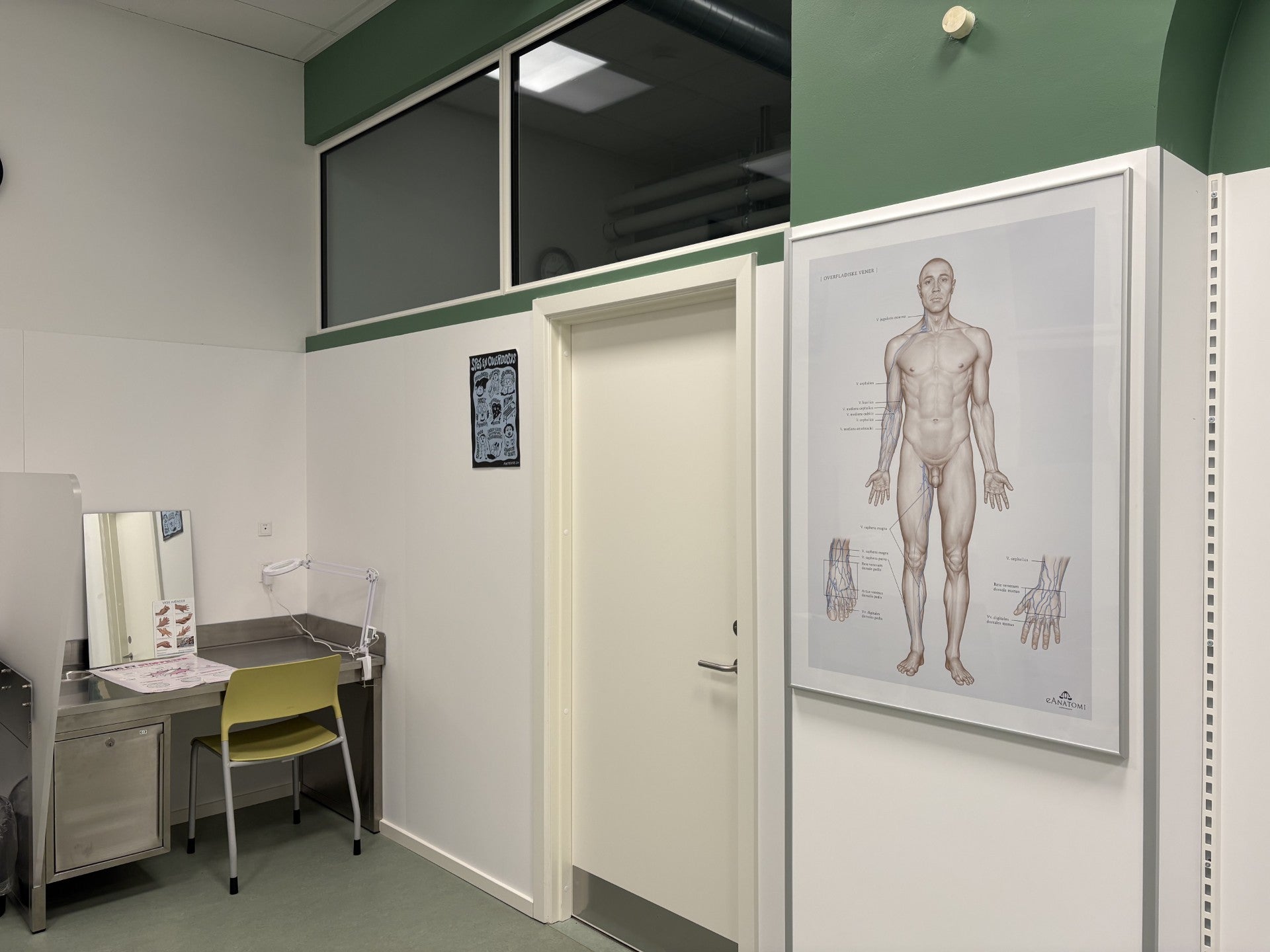 Superficial veins, anatomy poster © eAnatomi