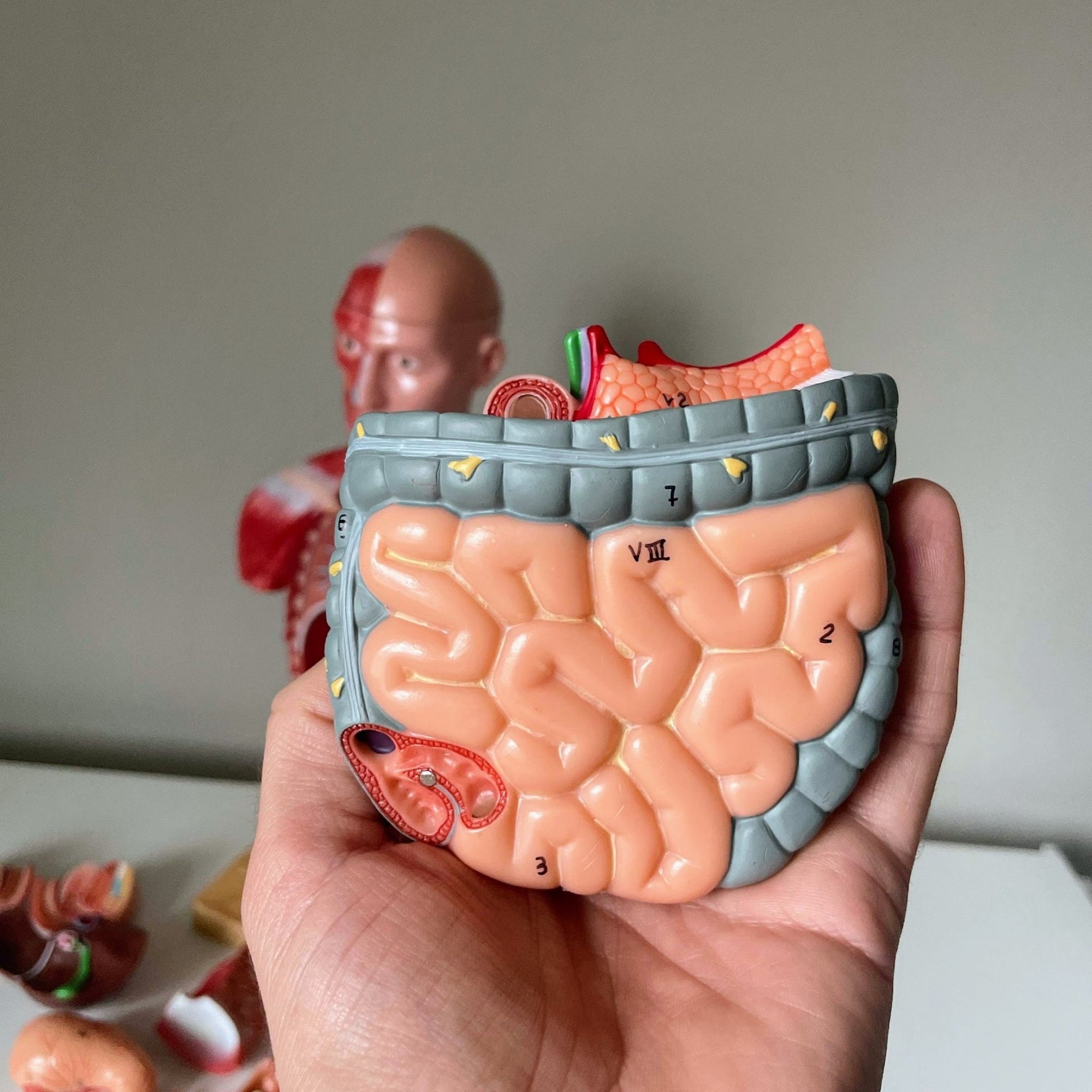 Torso, begge køn, 15 dele, 43 cm - eAnatomi
