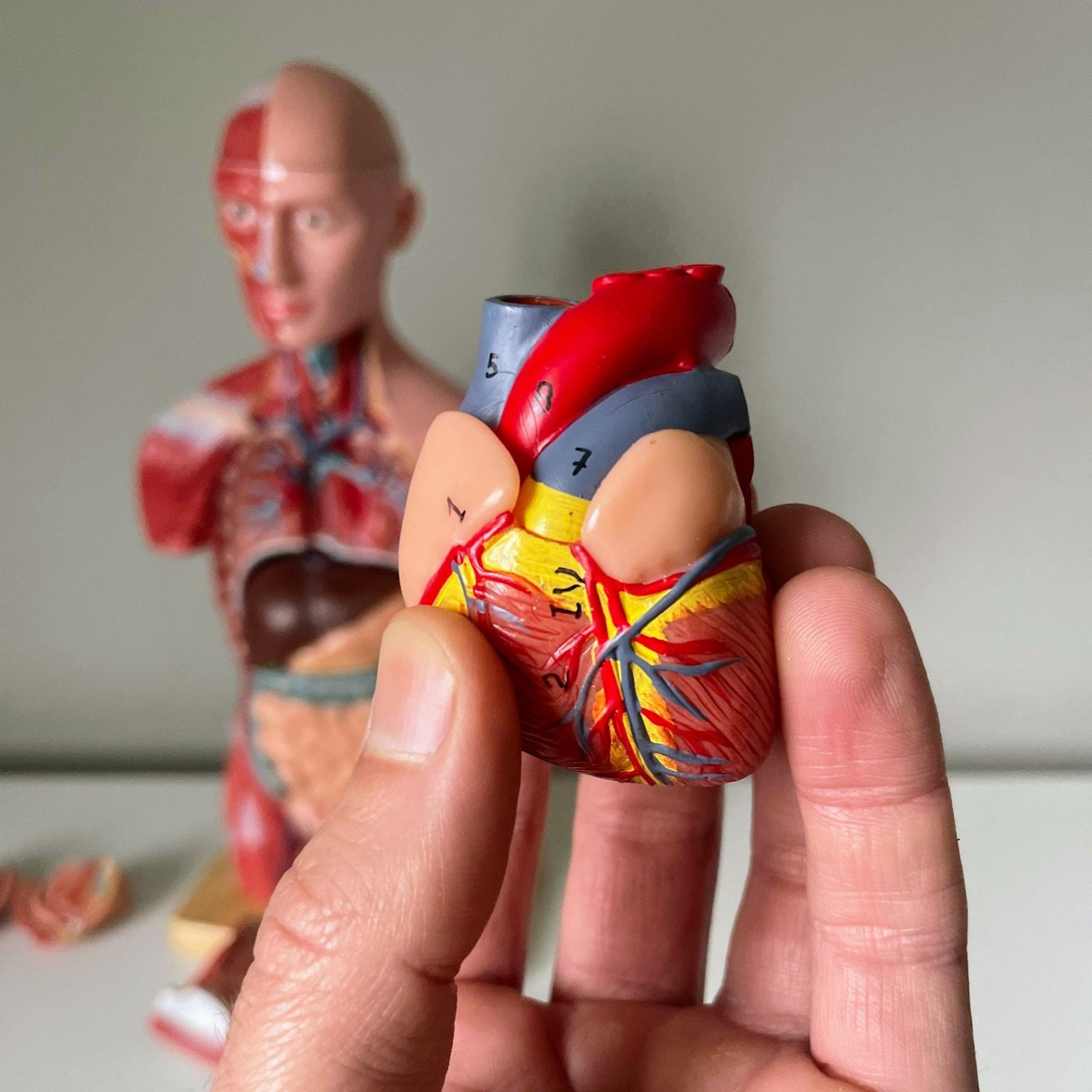 Torso, begge køn, 15 dele, 43 cm - eAnatomi