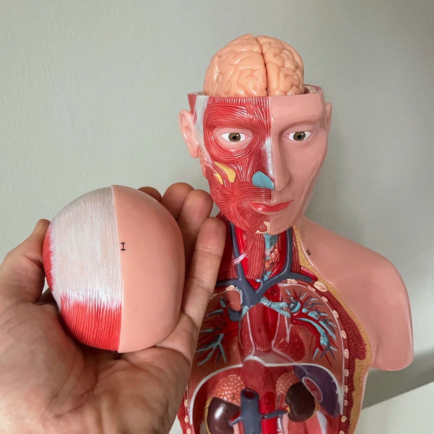 Torso, begge køn, 15 dele, 43 cm - eAnatomi