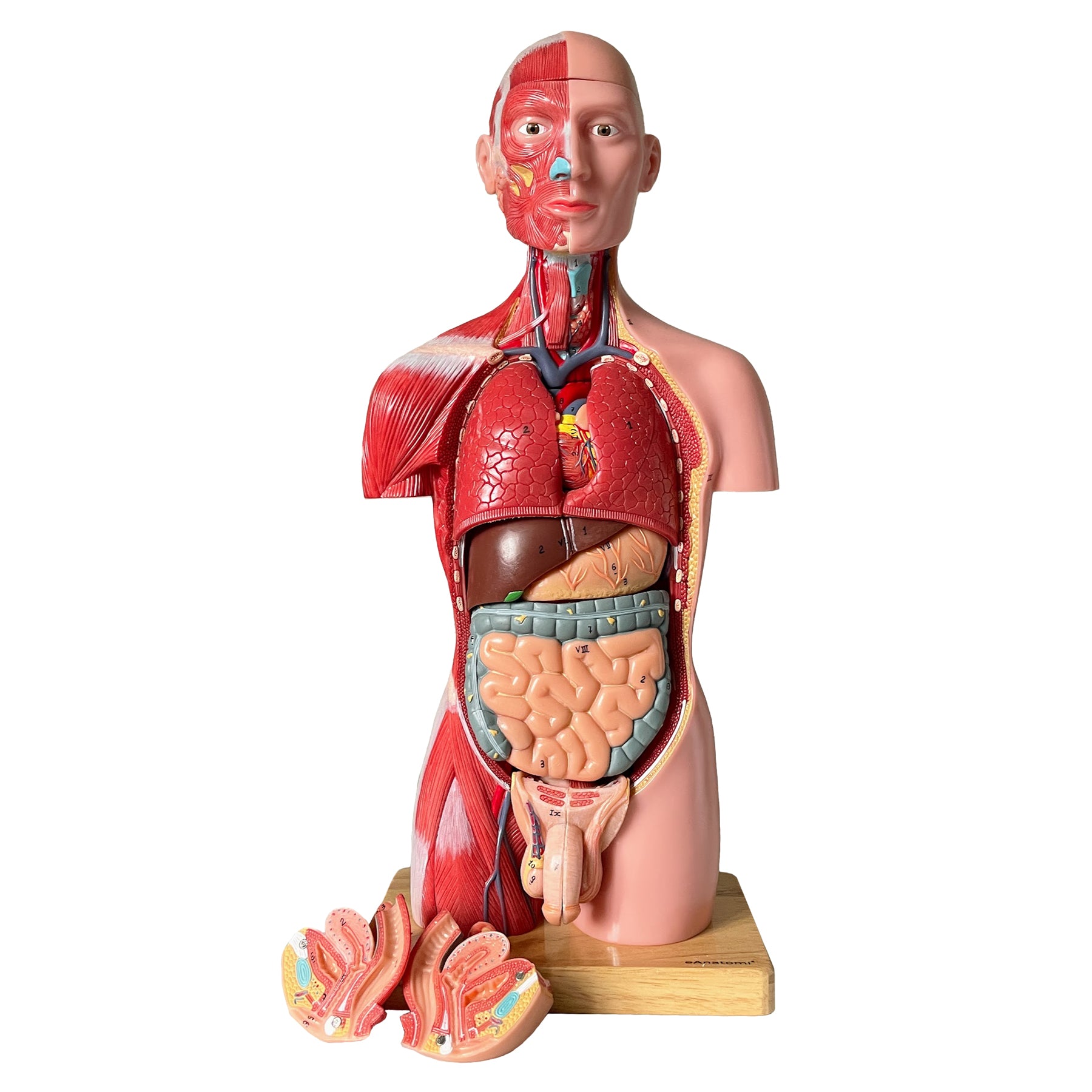 Torso, begge køn, 15 dele, 43 cm - eAnatomi
