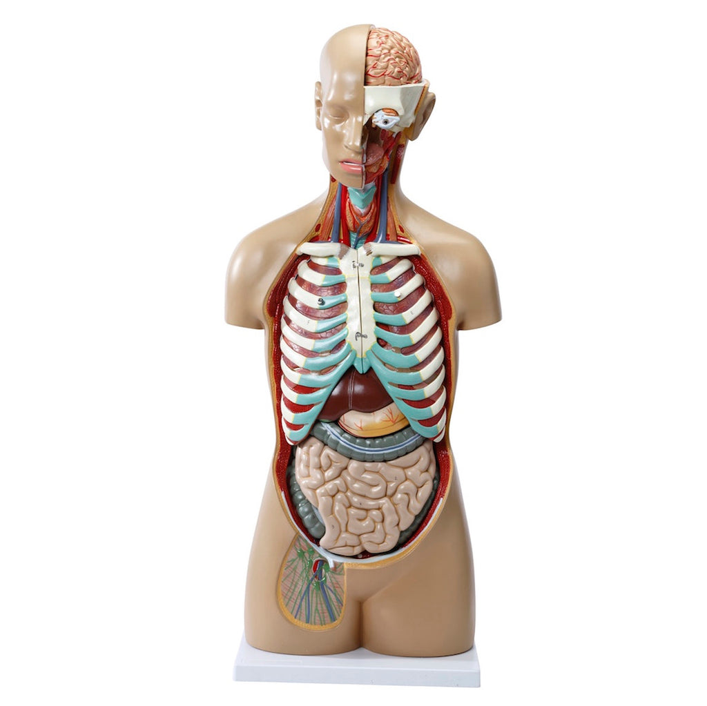 Highly detailed torso with 16 removable parts, open back and genderless