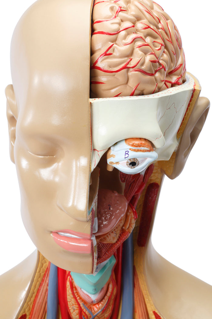 Highly detailed torso with 16 removable parts, open back and genderless