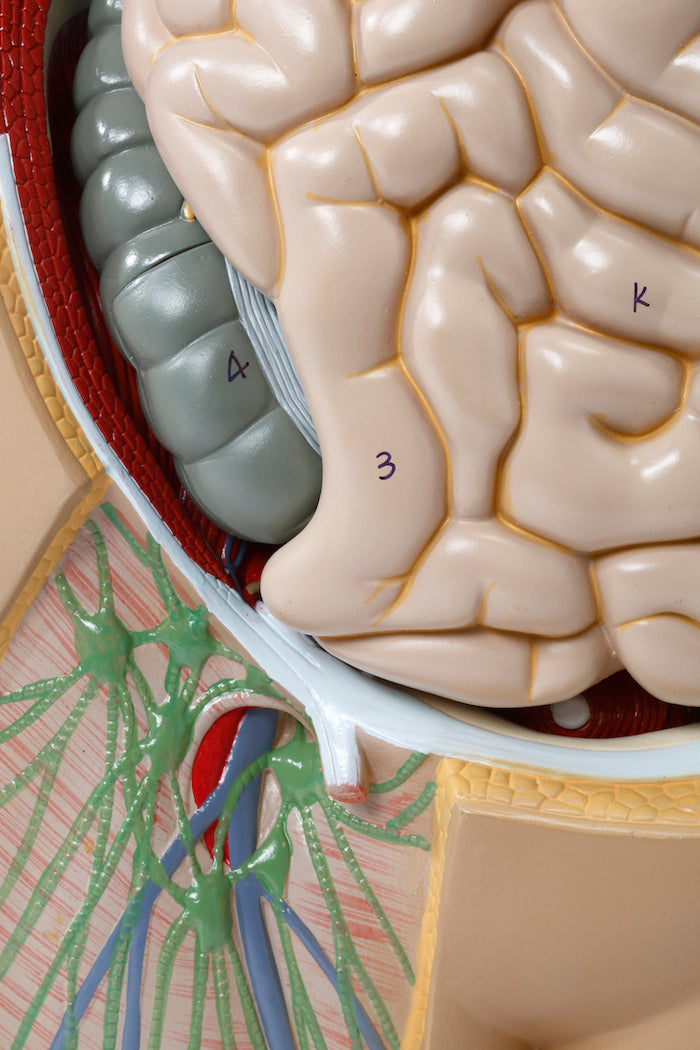 Highly detailed torso with 16 removable parts, open back and genderless