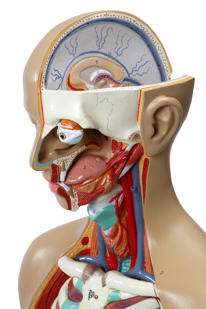 Highly detailed torso with 16 removable parts, open back and genderless